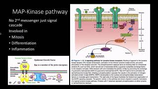 Mitogens pathway and response [upl. by Eidoj]