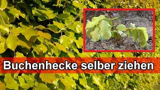 Buchenhecke vermehren  Hainbuchenhecke  Rotbuchenhecke Pflanzen Stecklinge selber ziehen Anleitung [upl. by Meingoldas]