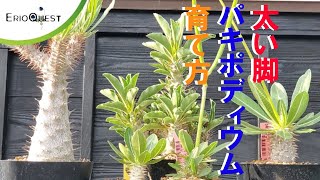 【解説】パキポディウムの育て方【塊根コーデックス】Pachypodium [upl. by Yrovi]