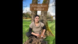 Althea root harvest from the Ivywood Garden [upl. by Elenahc474]