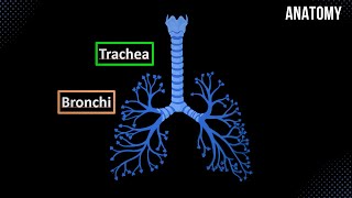 Trachea Bronchial Tree and Alveolar Tree Parts Structures and Walls  Anatomy [upl. by Annabella286]