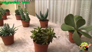 How to promote flowering in cacti [upl. by Enelyaj867]