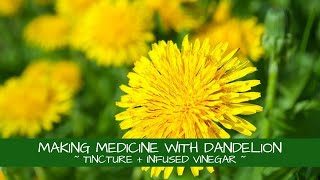 Making Medicine with Dandelion  Tincture  Infused Vinegar [upl. by Heron]