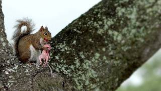 squirrel cannibal [upl. by Yl]