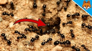 Lutter contre les fourmis avec CES remèdes maison ça marche vraiment 💥 [upl. by Sib]