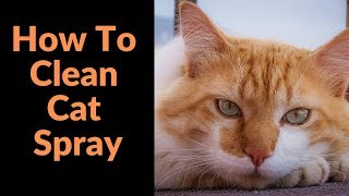 How To Clean Cat Spray  Step By Step [upl. by Anailil]