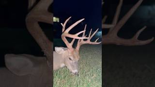 Giant Kansas deer at ​⁠WhitetailHeaven hunting viral [upl. by Dona]