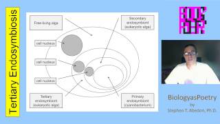 Tertiary Endosymbiosis [upl. by Padget238]