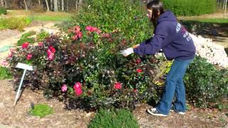 How to prune your Knockout Roses in the fall11 [upl. by Joell30]