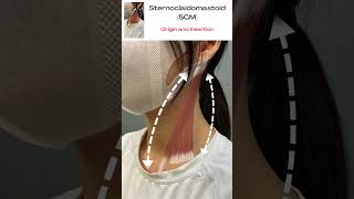 1 Sternocleidomastoid SCM Origin and Insertion [upl. by Anselme]