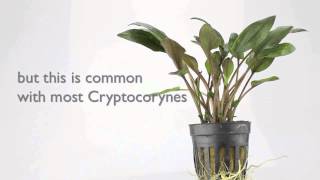 Cryptocoryne wendtii brown  an easy to grow Aquarium Plant [upl. by Lucinda564]