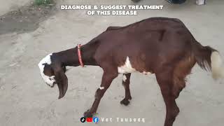 Listeriosis Disease  Circling Disease Symptoms  Cycling Disease in Goat  Vet Tauseeq [upl. by Rehsu]