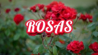 RosasFreddie aguilarLyrics3Roses [upl. by Liv]