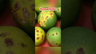 Citrus Canker disease citrus plantpathology [upl. by Cranford]