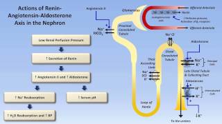 Sodium and Potassium Metabolism Renin Angiotensin Aldosterone and ADH [upl. by Dani]