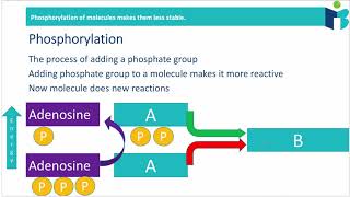 Phosphorylation Principles 814 IB Biology HL [upl. by Nerahs]