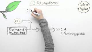 Varianten der Fotosynthese  C4 und CAM  Biologie  Pflanzen und Pilze [upl. by Loraine]