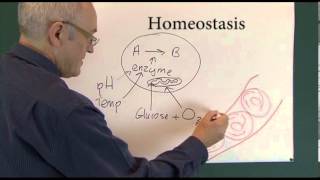 Homeostasis 1 Physiological Principles [upl. by Furiya]