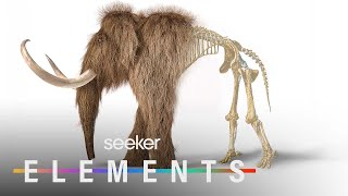 The Wild Plan to Bring Back Woolly Mammoths [upl. by Bertina]