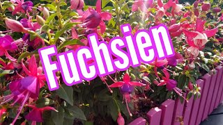 Fuchsien pflege gießen düngen Standort schneiden vermehren überwintern Fuchsia [upl. by Monti]