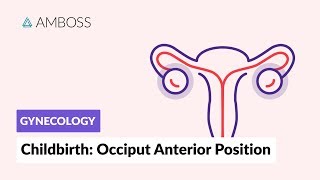 Gynecology  Childbirth Occiput Anterior Position [upl. by Aicened]