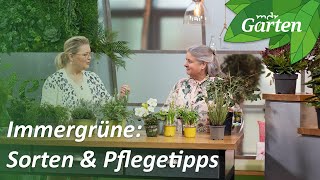 Sorten und Pflegetipps für immergrüne Gewächse  MDR Garten [upl. by Lekkim]