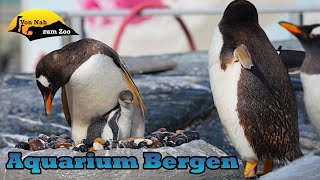 Aquarium Bergen  Ein gutes Ziel in Norwegen  Von Nah zum Zoo 4k [upl. by Zehe]