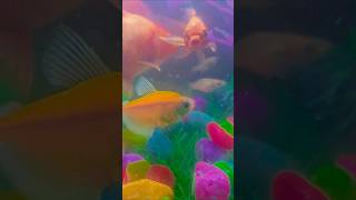 molly fish bachche 🐟dene wali haiaquarium guppy petsvlog mollyfish guppybreeding mollyfry [upl. by Gold]