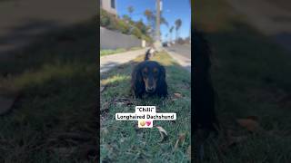 Chilli The Longhaired Dachshund💖 dachshund miniaturedachshund dog shorts fyp dogs doxie [upl. by Wallie33]