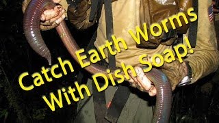 Catch earth worms with dish soap [upl. by Eniamurt]