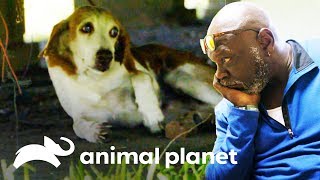 ¡Viejo perrito ciego tiene una segunda oportunidad  Pit bulls y convictos  Animal Planet [upl. by Anatnahs29]