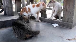 Cats Ridiculous Fight [upl. by Dominic]