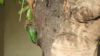 Brown  headed Barbet making nest [upl. by Eednas]