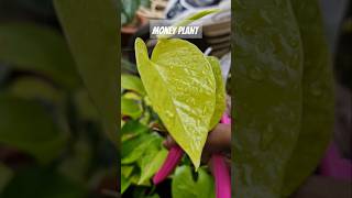 मनी प्लांट को घना कैसे बनाएंHow to make money plant bushy moneyplant ytshorts gardening shorts [upl. by Kirbie]