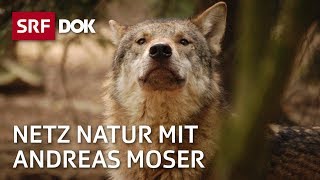 Wölfe in der Schweiz  Wer ist der Wolf  NETZ NATUR mit Andreas Moser  DOK  SRF Wissen [upl. by Ellsworth]