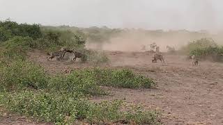 Lion Kill and fighting in Amboseli National Park Kenya [upl. by Godart]