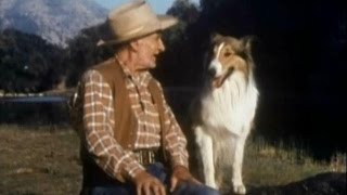 Lassie  Episode 404  quotJust One Old Cowquot  Season 12 Ep19  01231966 [upl. by Tanney]