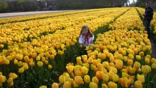 Max Bygraves  Tulips From Amsterdam  Żółte tulipany Amsterdamu [upl. by Assert]