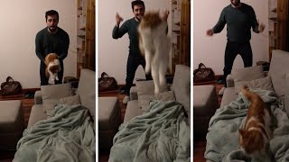 Fluffy Cat Loves Being Thrown In The Air [upl. by Bever870]