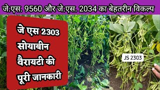 Js 2303 Soybean Variety  जे एस 2303 वैरायटी  Soybean New Variety Js 2303 [upl. by Cleodal]