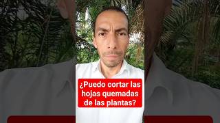 ¿PUEDO CORTAR LAS HOJAS QUEMADAS DE LAS PLANTAS [upl. by Htiderem]