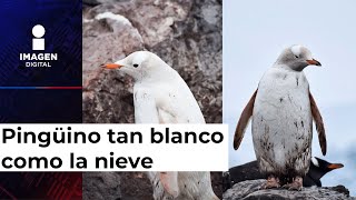 Hallan raro pingüino blanco en la Antártida ¿Por qué tiene ese color [upl. by Narmak624]