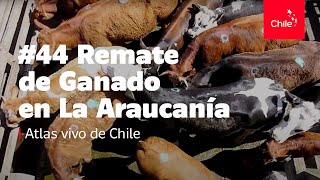 44 Remate de ganado en La Araucanía  Atlas Vivo de Chile [upl. by Nevar]