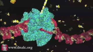 DNA Transcription Basic [upl. by Marylynne]