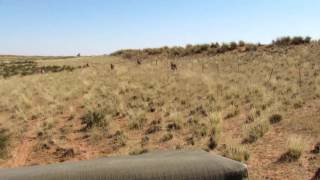 Gemsbok Hunting [upl. by Rehpotisrhc659]