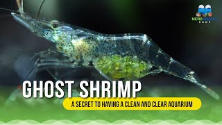 Make Your Fish Tank Clean Effectively With Algae Eater Ghost Shrimp auqarium shrimp algaeeater [upl. by Thill]