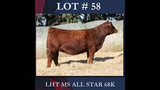 Trauernicht Simmentals  December 10 2023 [upl. by Calvert]