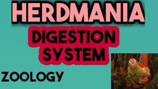 herdmania digestion system in hindi  हेर्डमानिया का पाचन तंत्र  digestioninherdmania [upl. by Wiles922]