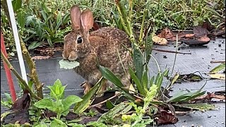 A Bunny And A Cowpea nature backyardwildlife gardening wildlife [upl. by Yggam]