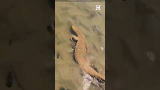 Monitor Lizard Swimming In Water shortsfeed shortsvideo yt viralvideos facts [upl. by Lust]